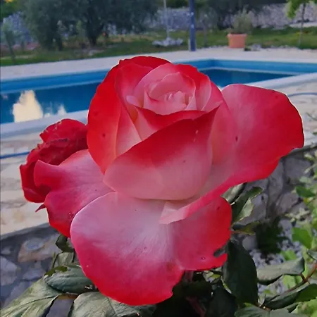 בית נופש Neva With Private Pool And Game *