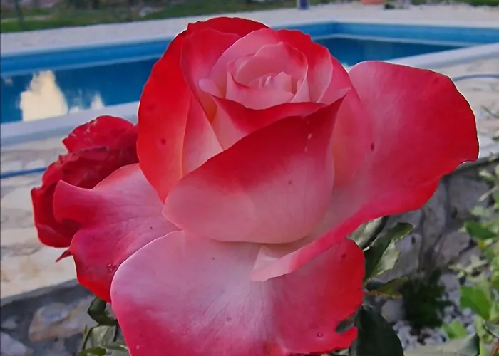 펜션 Neva With Private Pool And Game *